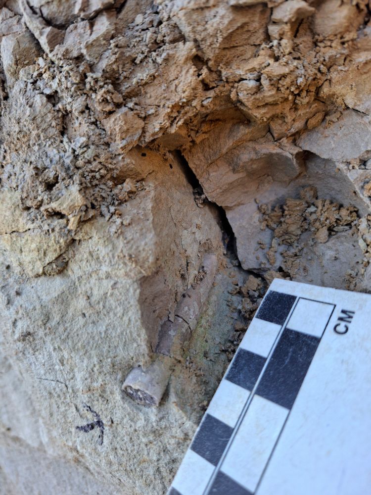 A fossil belemnite embedded in rock with a scale bar.