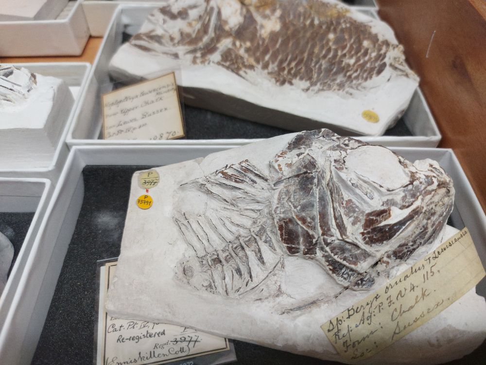 Well preserved fossil fish from the Chalk in the NHM London collections.