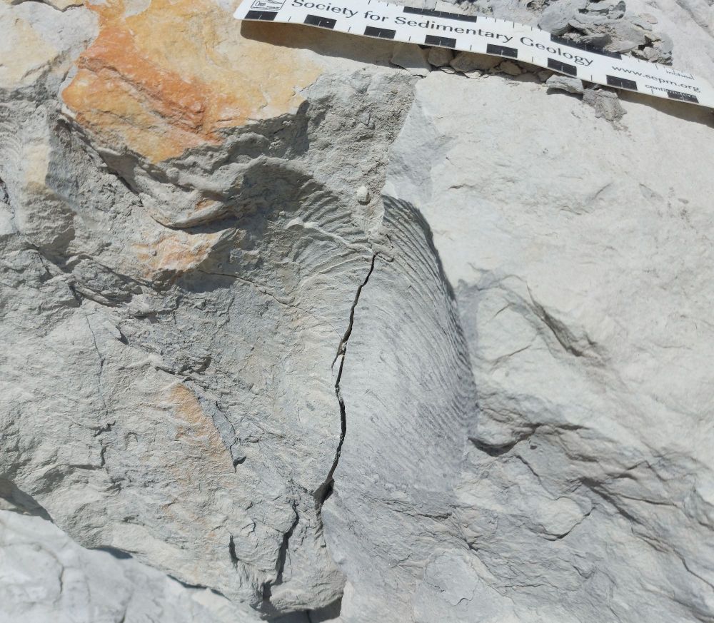 The impression of a large fossil Nautilus in grey chalk. A black and white scale bar is at the top of the photo.