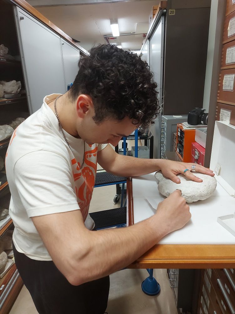 A man in a white t-shirt standing in a row of museum cabinets. A large fossil made of chalk is on a shelf in front of him, and he's scraping chalk matrix off the fossil using a scalpel blade.