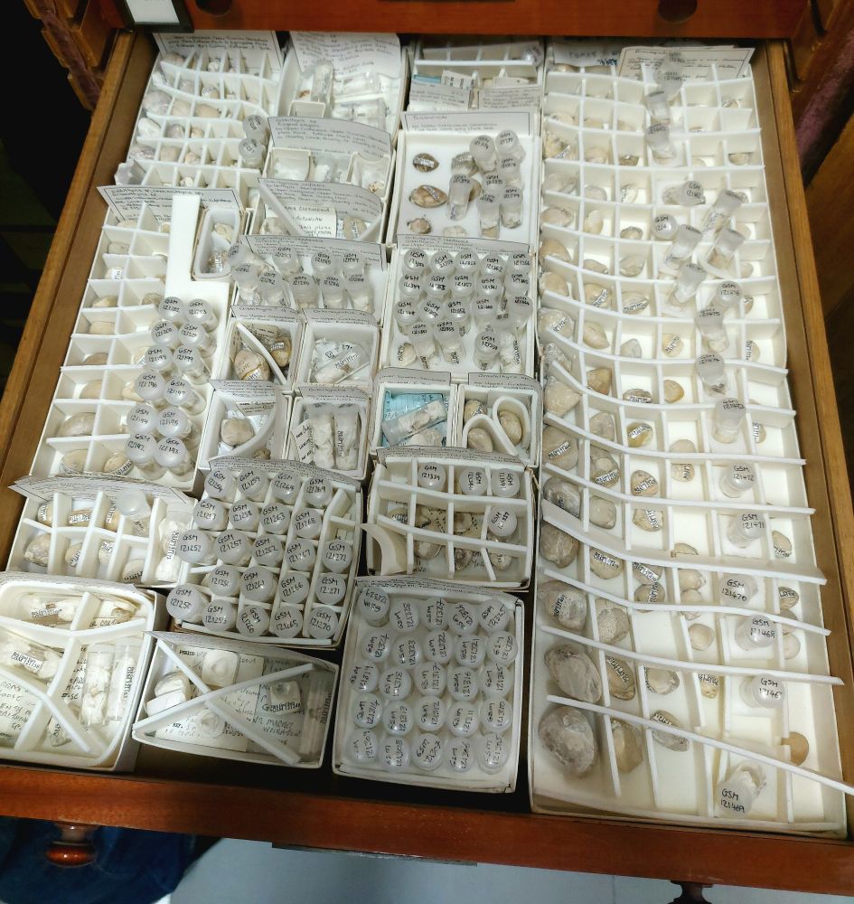 A wooden drawer full or tubes and fossil samples. All neatly labelled and sub-divided using plastic.