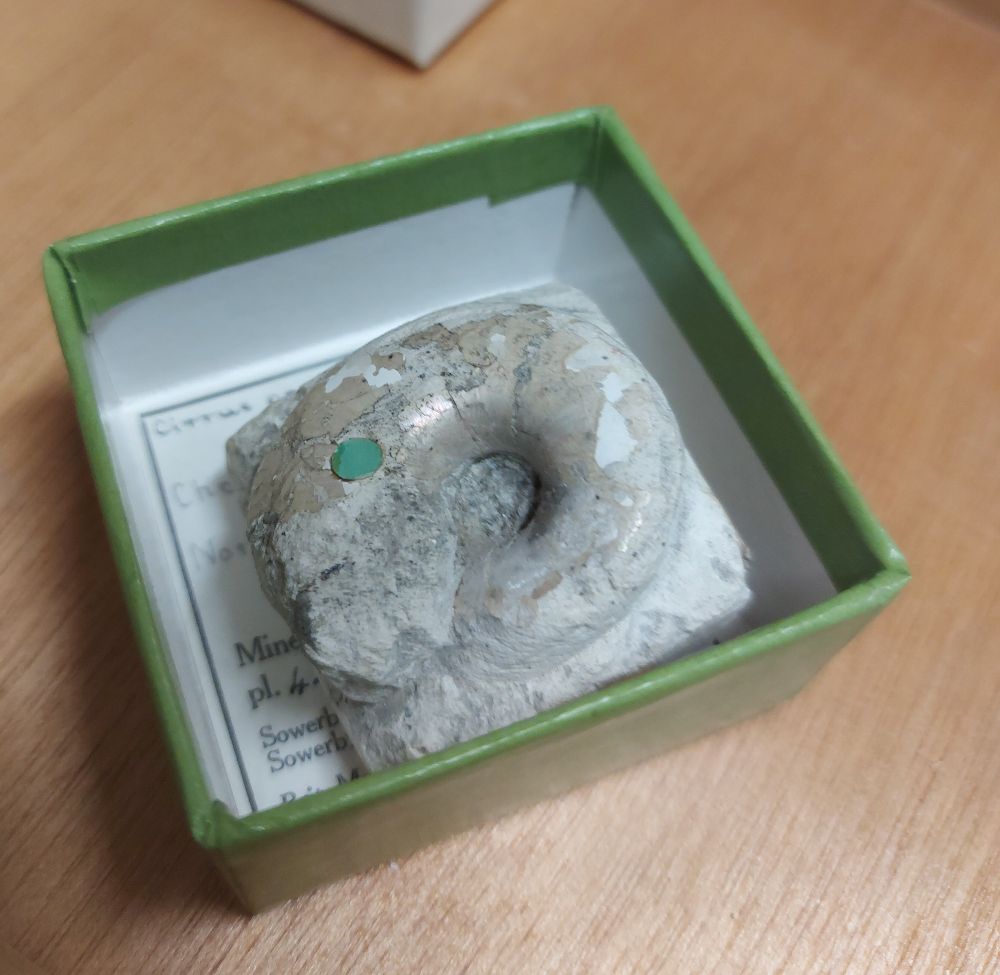 A fossil snail with original shiny nacreous shell preserved.