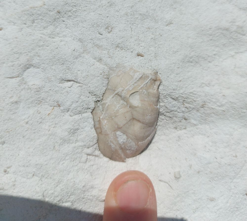 A fossil echinoderm in white chalk. A finger for scale!