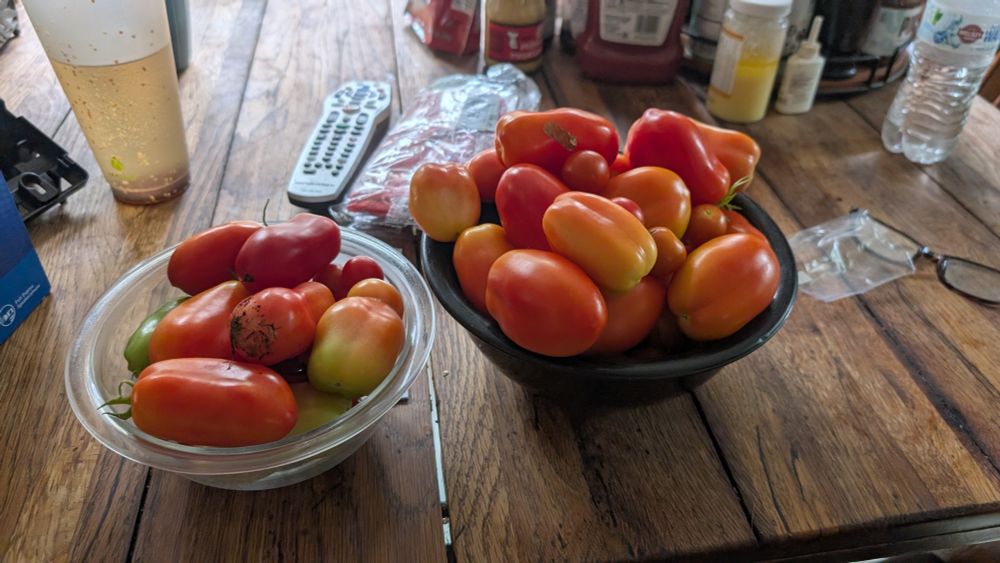 Oh God I have too many tomatoes oh geez oh God please help