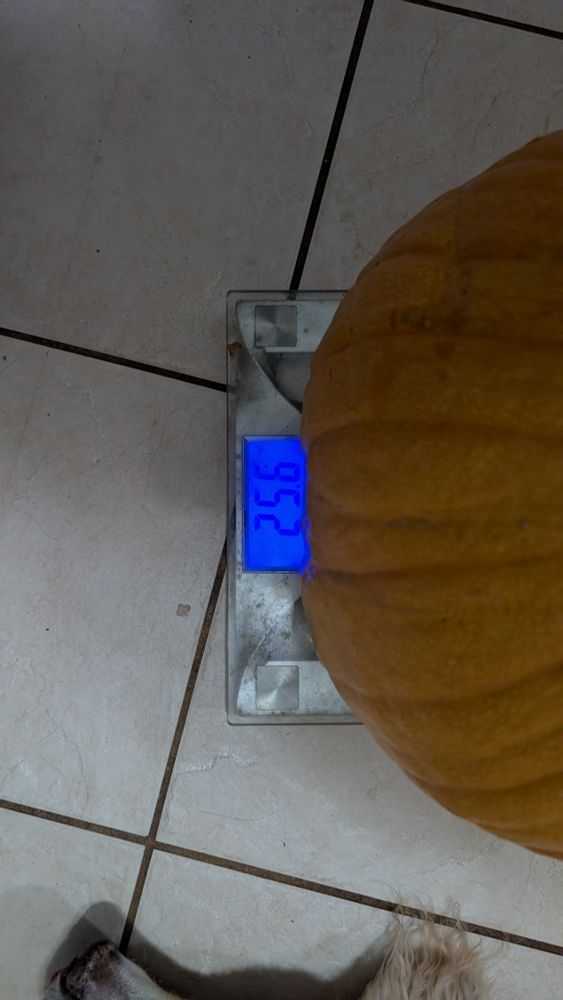 Oh God big pumpkin 