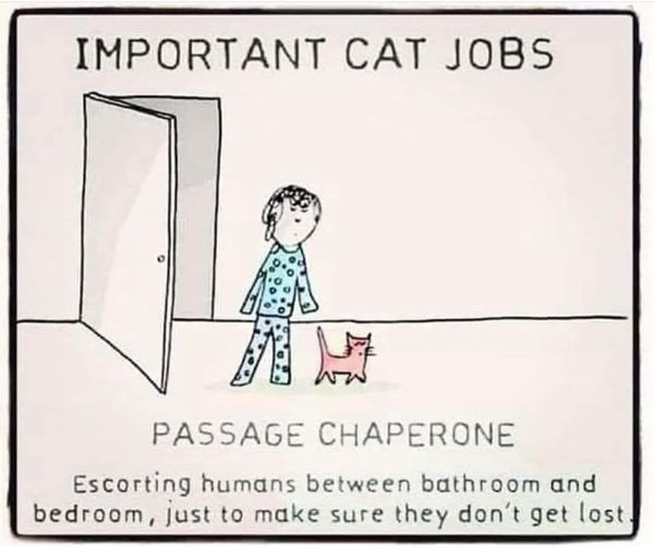 image d'un chat escortant son humain afin d'éviter qu'ils se perde entre la salle de bain et sa chambre