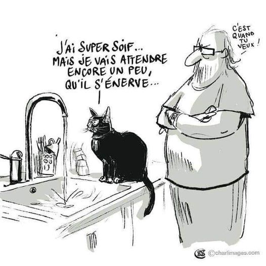 le chat sur le lavabo se dit qu'il va encore attendre pour boire tandis que le robinet coule et l'humain attend patiemment
