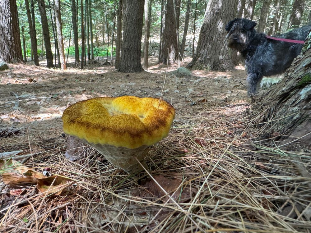A small black dog on a leash looks on at a chunky yellow capped mushroom in the woods.