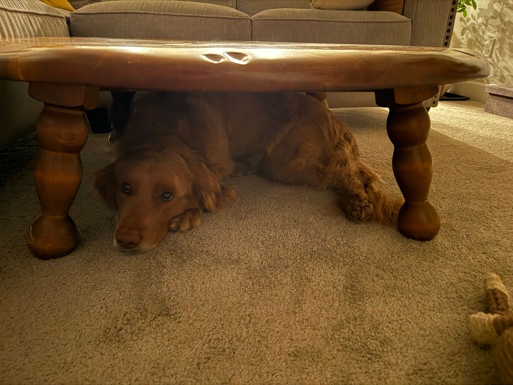 Rigby in his happy place, which is apparently under the coffee table.