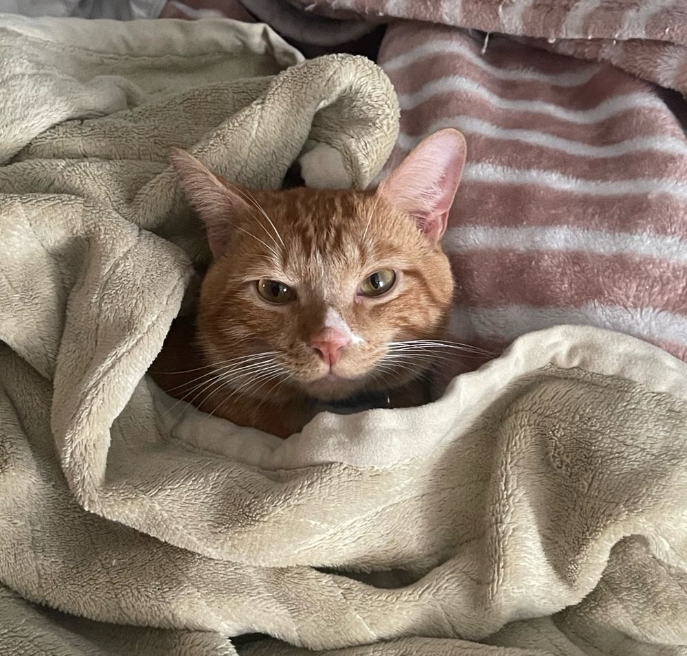 An orange cat bundled between blankets to the point where you can only see his head. His name is Cheesepuff 