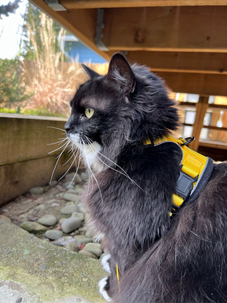 a close up picture of a Tuxedo cat in a yellow harness sitting under the back porch stairs. He is calmly surveying the yard.