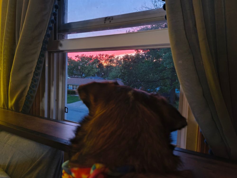Dog looking out the window at the sunset. 