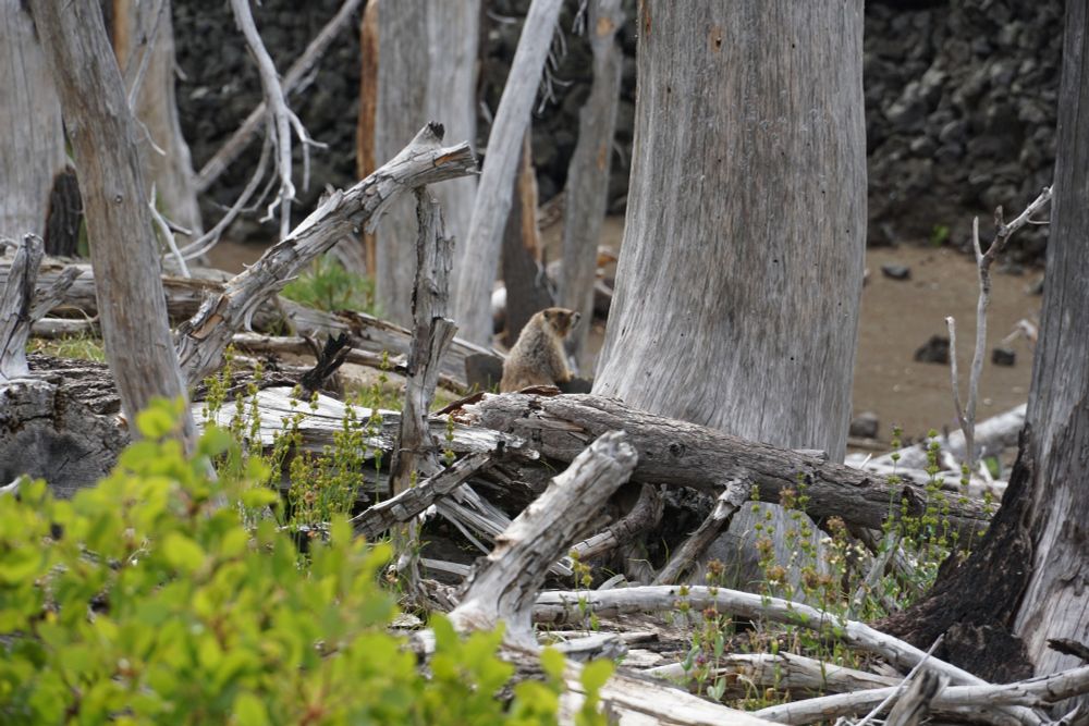 Yellow-bellied marmot, slightly unfocused because of the rushed shot and operator incompetence. 