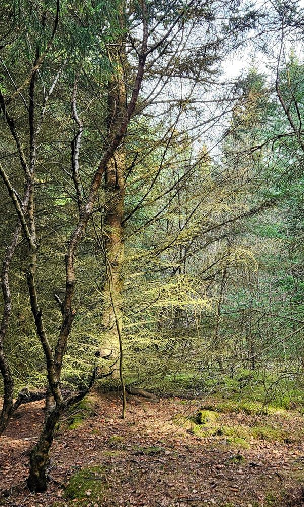 An interesting play with lightin the woods. A dark birch on the left with a spruce right behind it which is partly lit up by a ray of sun. The ground is covered with wood chips, with patches of moss showing here and there.