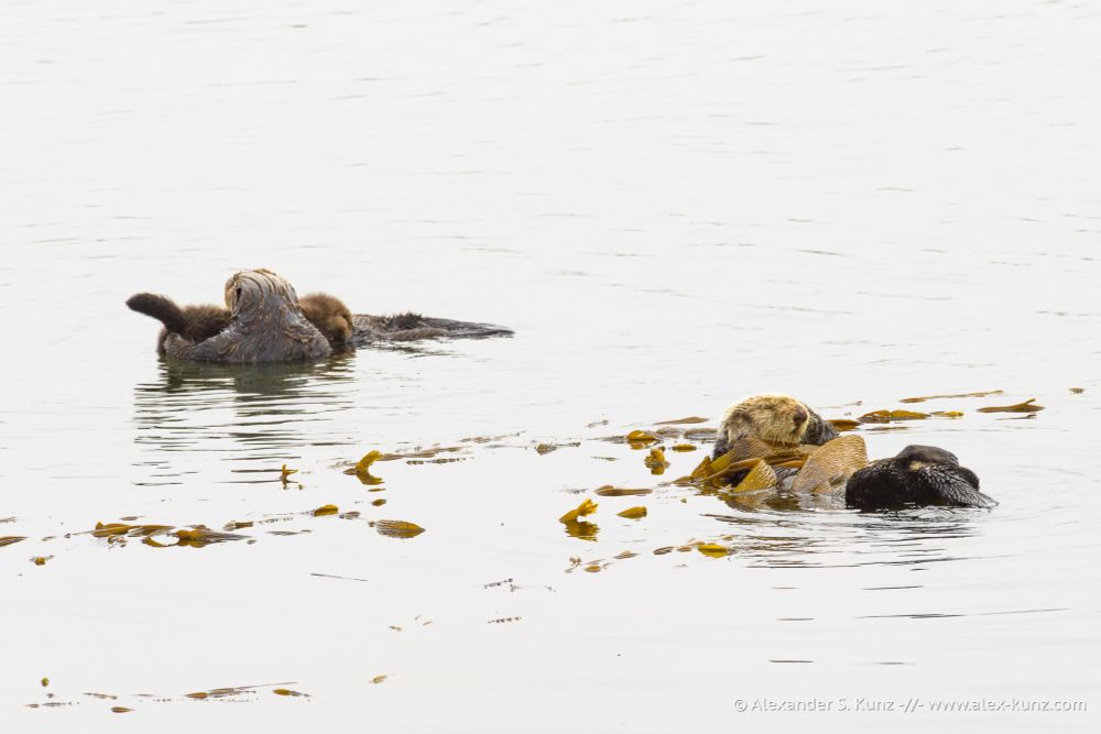 Sea Otters at Morro Bay