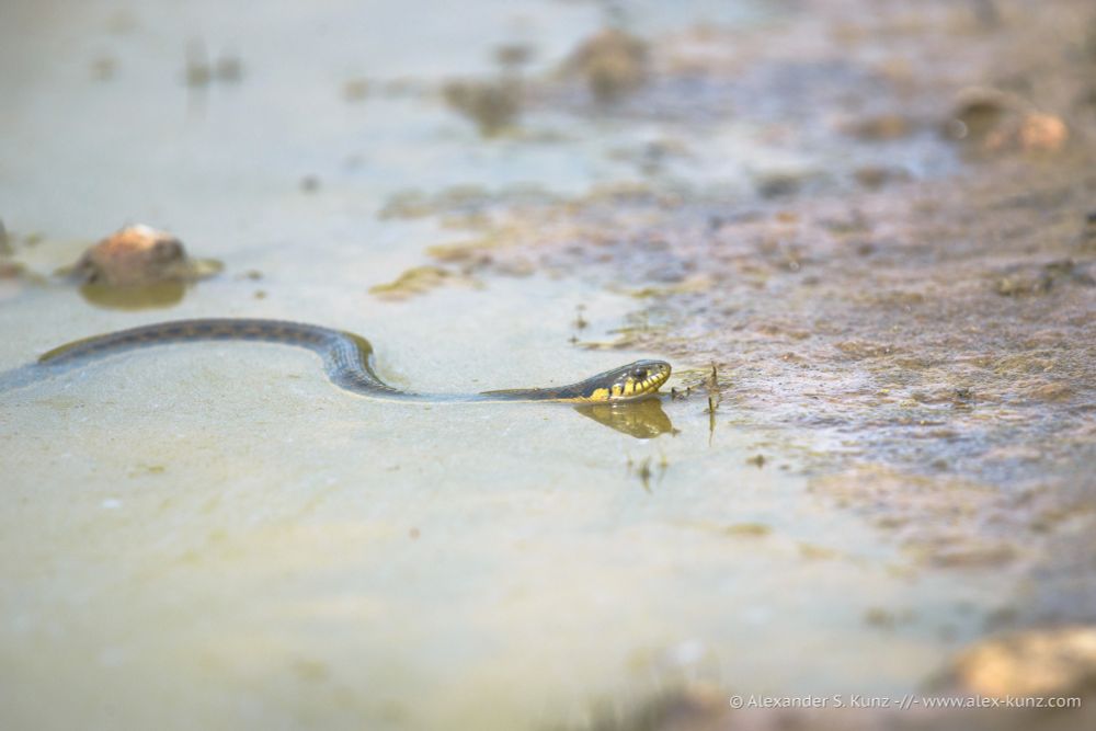 A Swimming Garter Snake