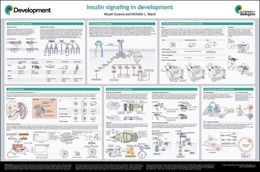 A tiny thumbnail of a poster illustrating the role of insulin signalling in development.
