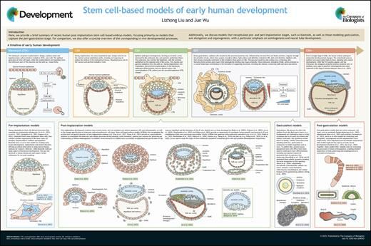 A small image summarising the content of a scientific poster entitled 'Stem cell-based models of early human development".