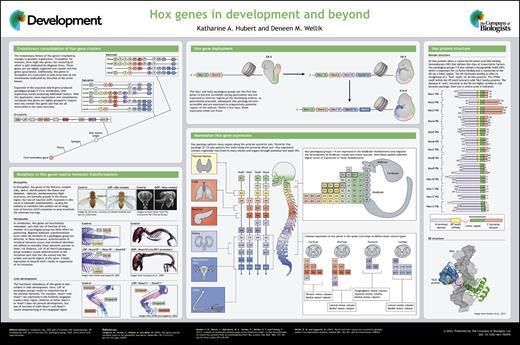 A thumbnail for a scientific poster entitled "Hox genes in development and beyond".