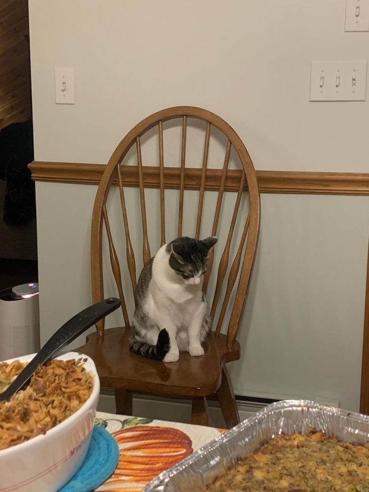 Stanley the cat sitting on a chair looking down 