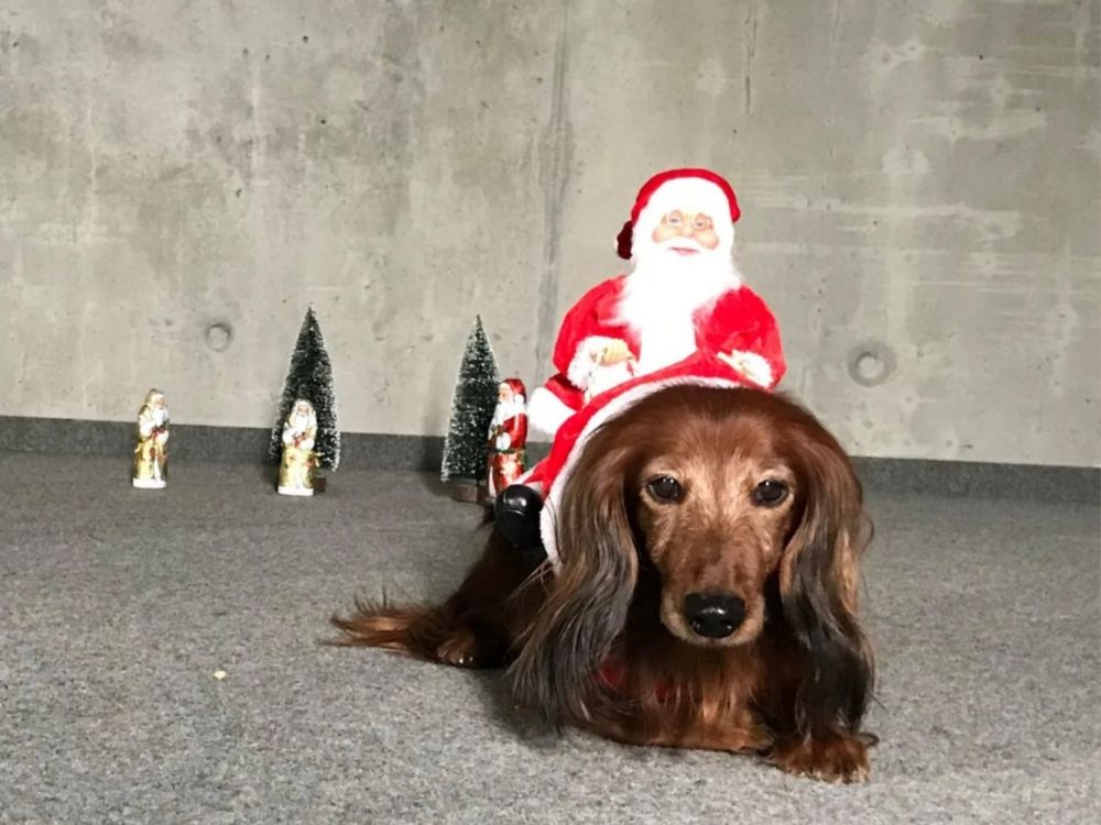 roter Langhaardackel liegt auf einem grauen Nadelfilzteppich vor einer grauen Sichtbeton Wand. Im Hintergrund 2 kleine Plastik Tannenbäume mit "Schnee". Außerdem 2 kleine goldene Lindt Schoko Nikoläuse und 1 etwas größerer roter. Auf dem Rücken des Dackels sitz ein pausbackiger Weihnachtsmann mit rotem Mantel und Mütze. 