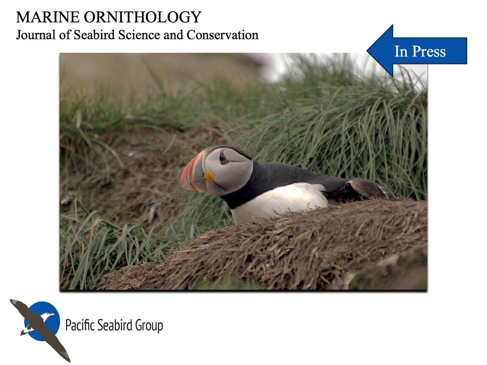 An Atlantic puffin at the colony.