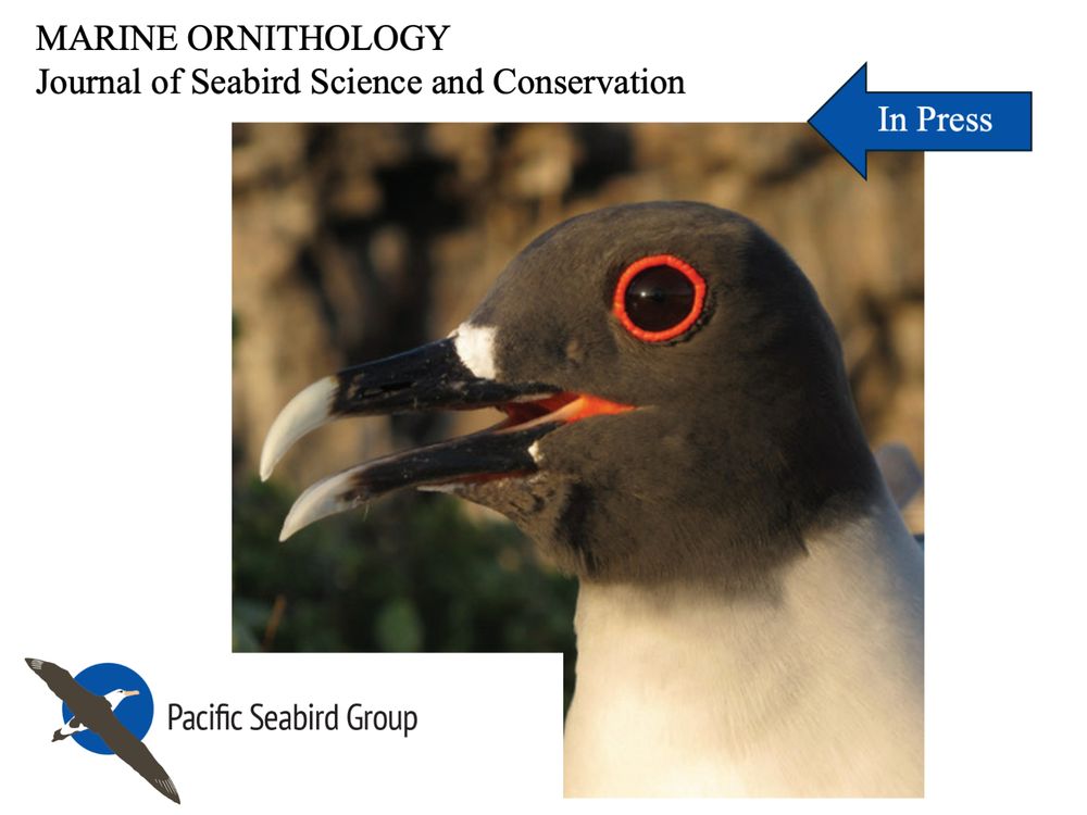 Adult Swallow-tailed Gull Creagrus furcatus, highlighting
the distinctive eye of this species.