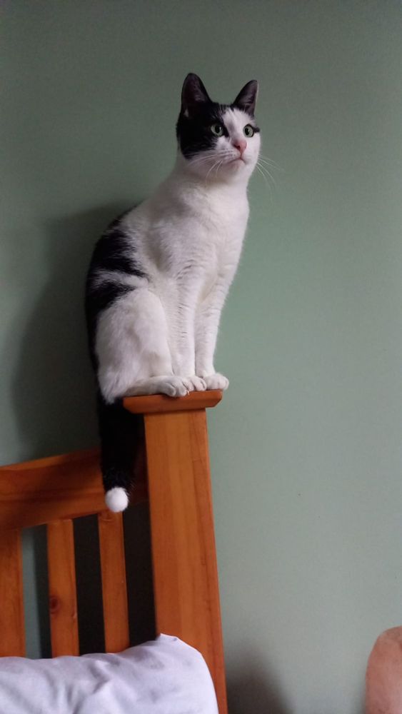Small black and white cat sitting on a bed frame