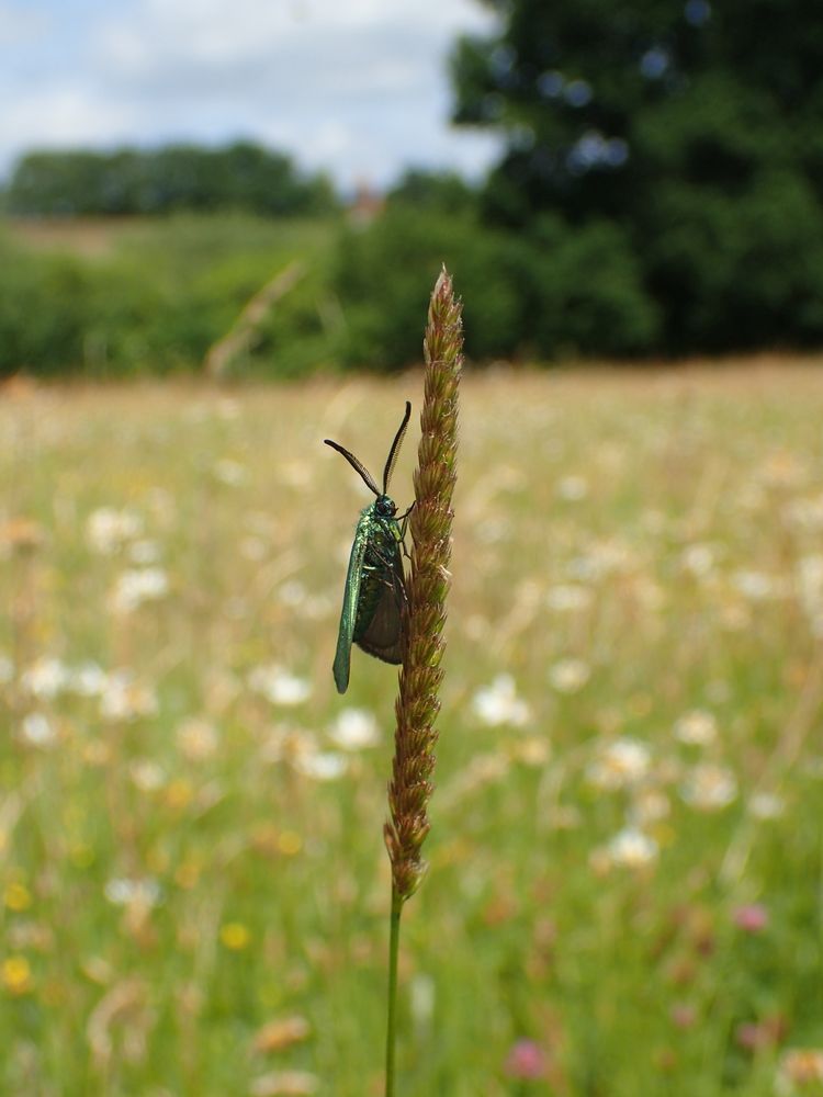 Forester moth in flower-rich Essex grassland. Rediscovered June 2025 in the county: last recorded in 1974. Photo Mark Nowers.