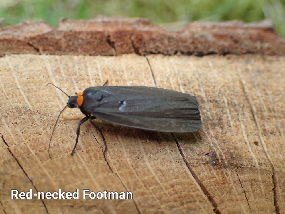 Red-necked Footman