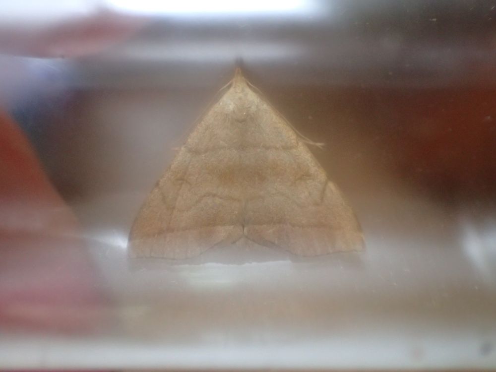 Shaded Fan-foot
