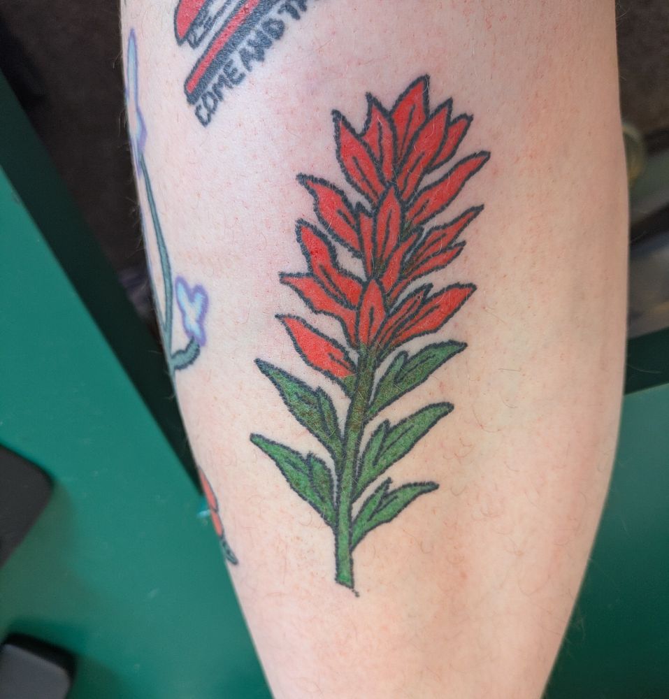 A tattoo of a desert paintbrush flower, cut partway down the stem. The leaves are green and the flower is bright red.