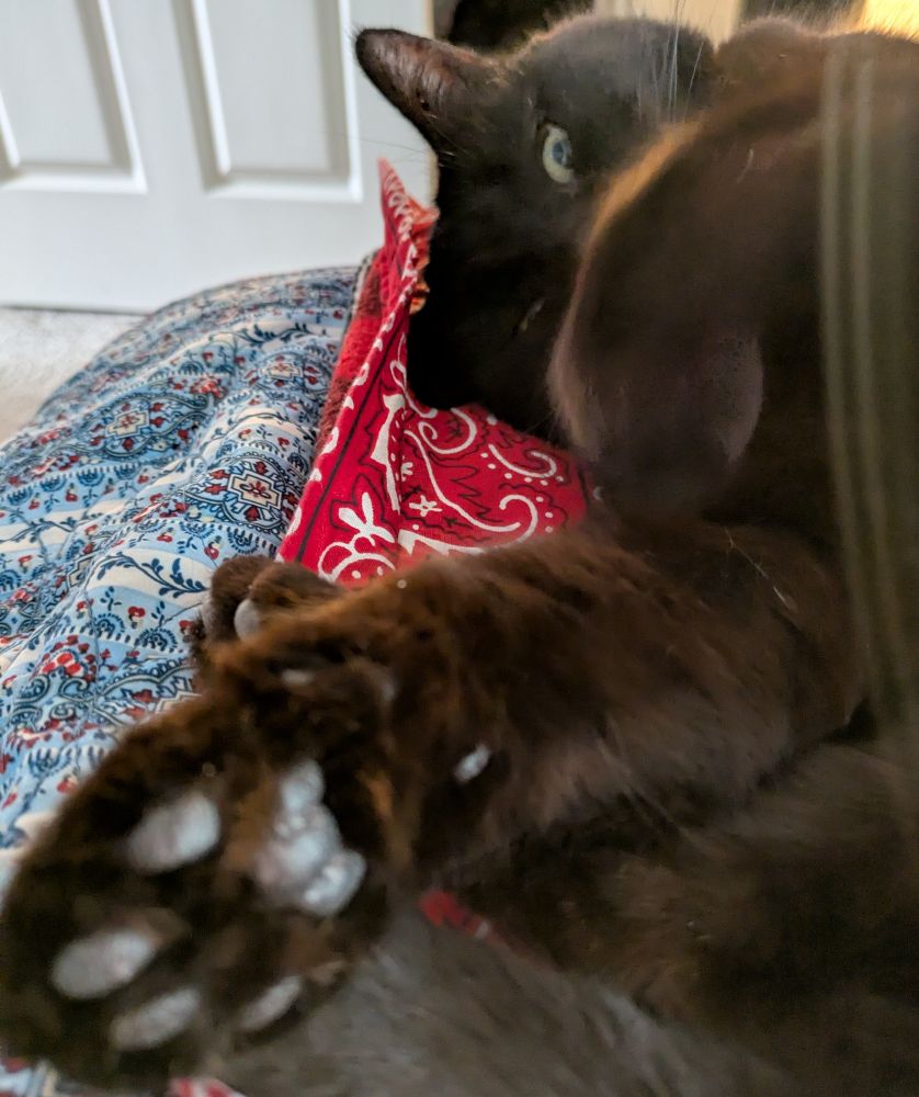 The same black cat as in the previous photo, laying on colorful quilts, with her toe beans up, and one eye open because I disturbed her with the camera 