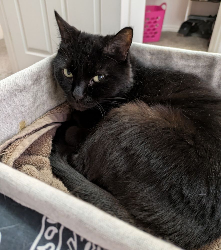 A cat laying in a linen lined basket, glaring at the camera 