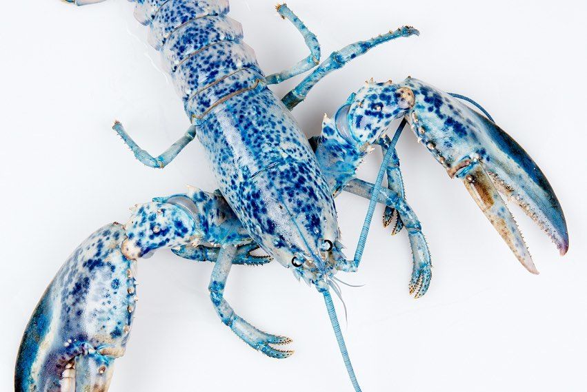 blue lobster