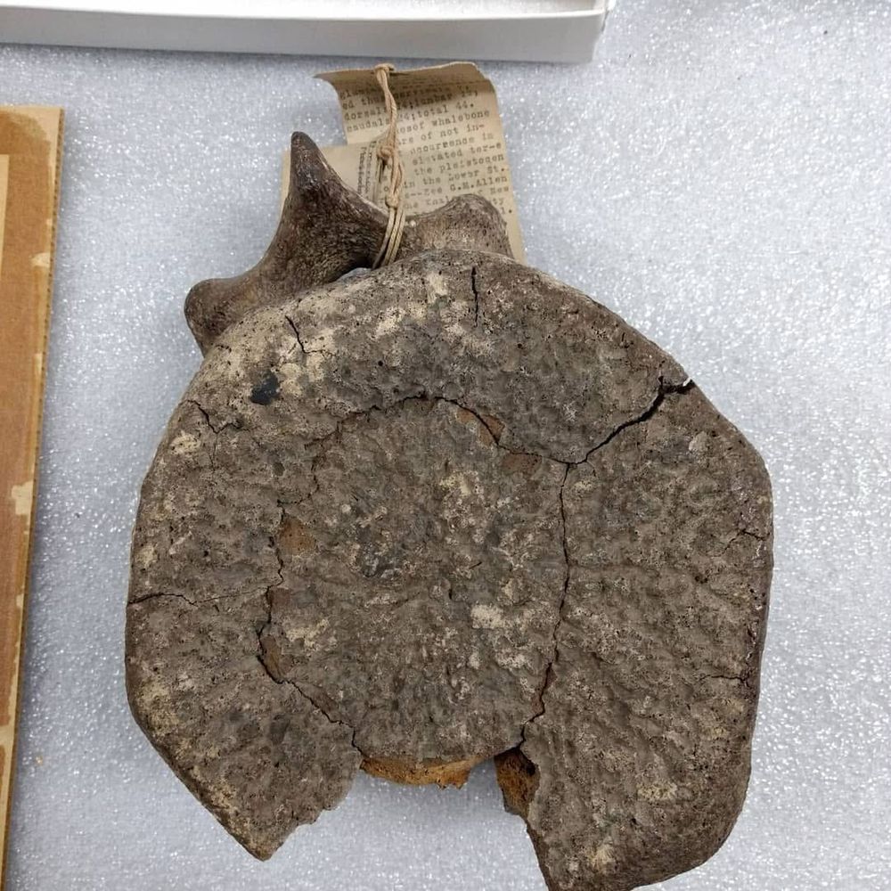 Whale vertebrae specimen