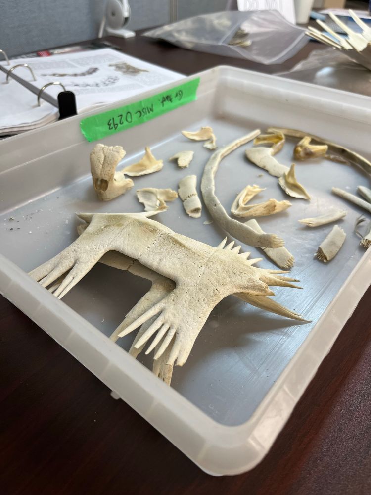 A fish box filled with pieces of a green turtle specimen.