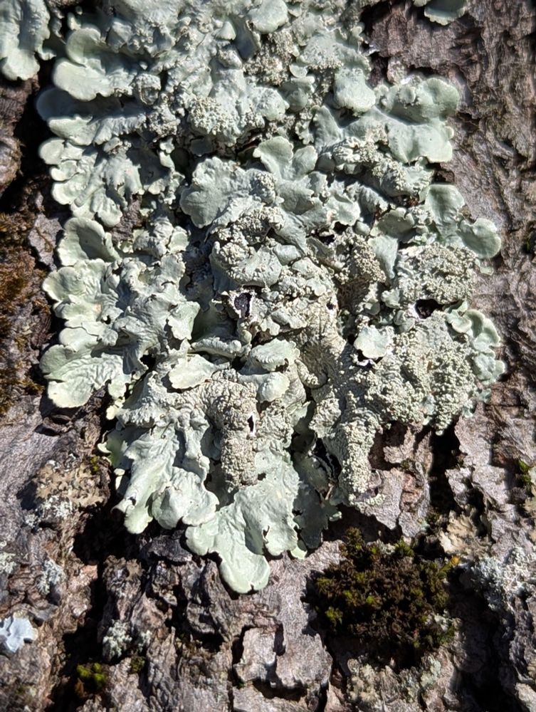 A detailed image of a lichen, likely Flavoparmelia caperata, with pale greenish-gray lobes and powdery soredia, growing on textured tree bark with patches of dark green moss.