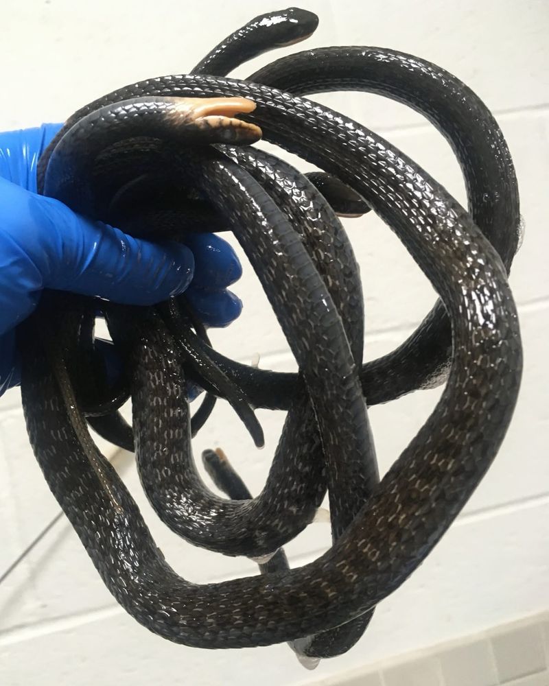 A handful of snakes.