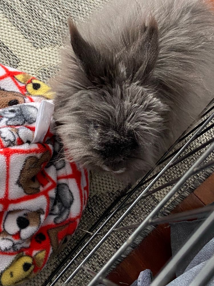 A fluffy grey bunny looks up at the camera. There is a fleece cuddle sack with a puppy dog print on it