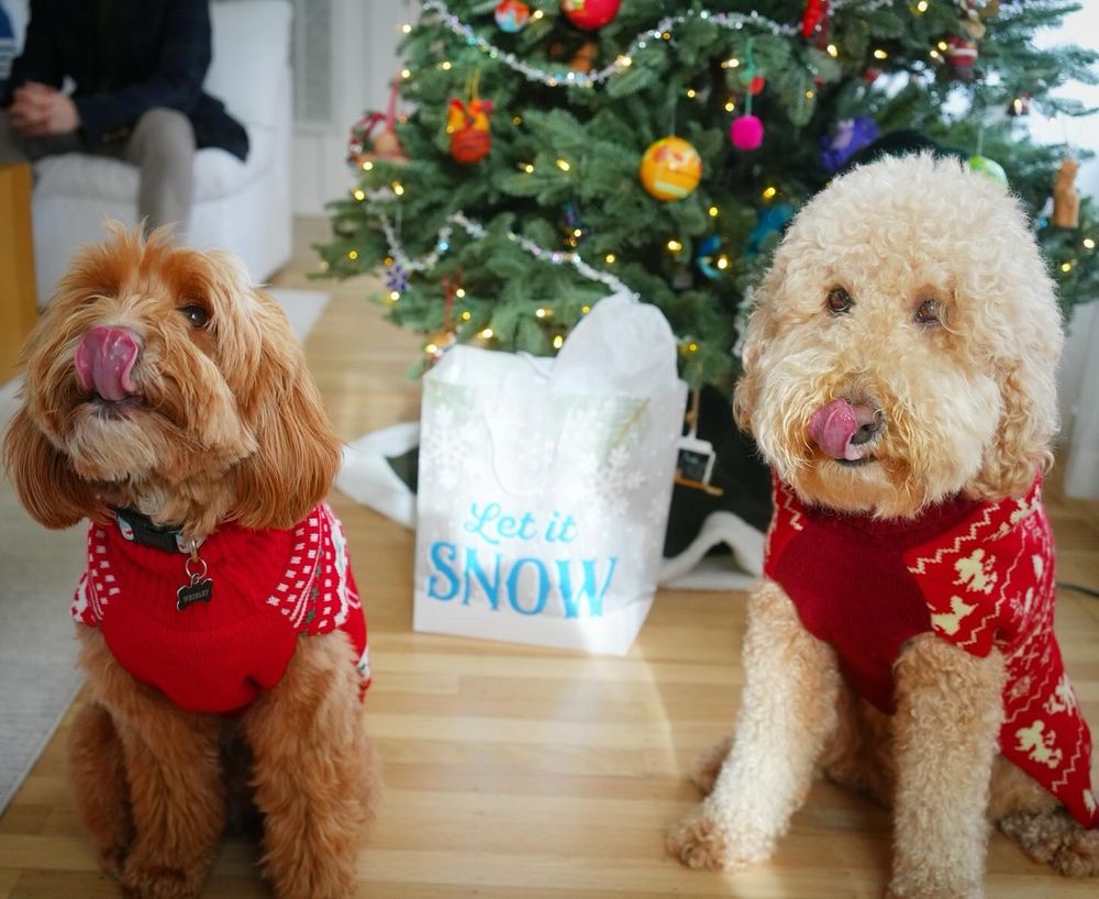 Two goldendoodles under a Christmas tree wearing ugly sweaters and simultaneously blepping their noses.