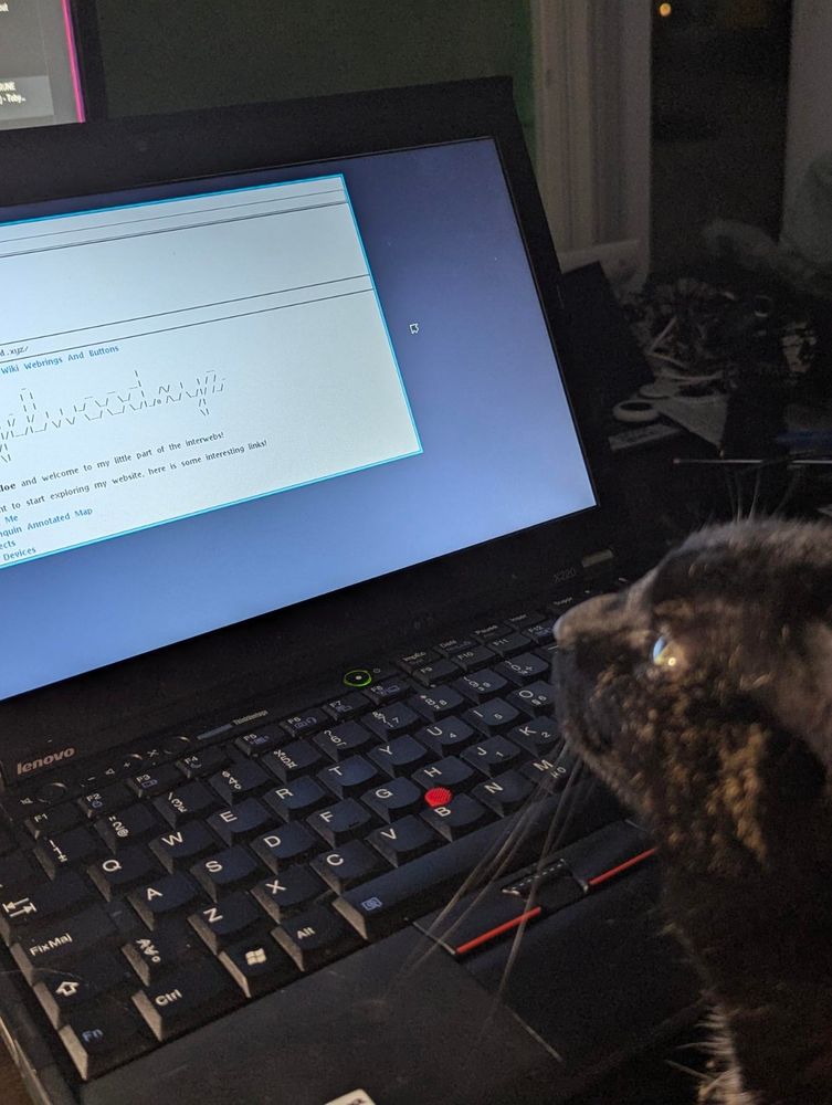 Photo of my cat luz figuring out how to use mothra on 9front