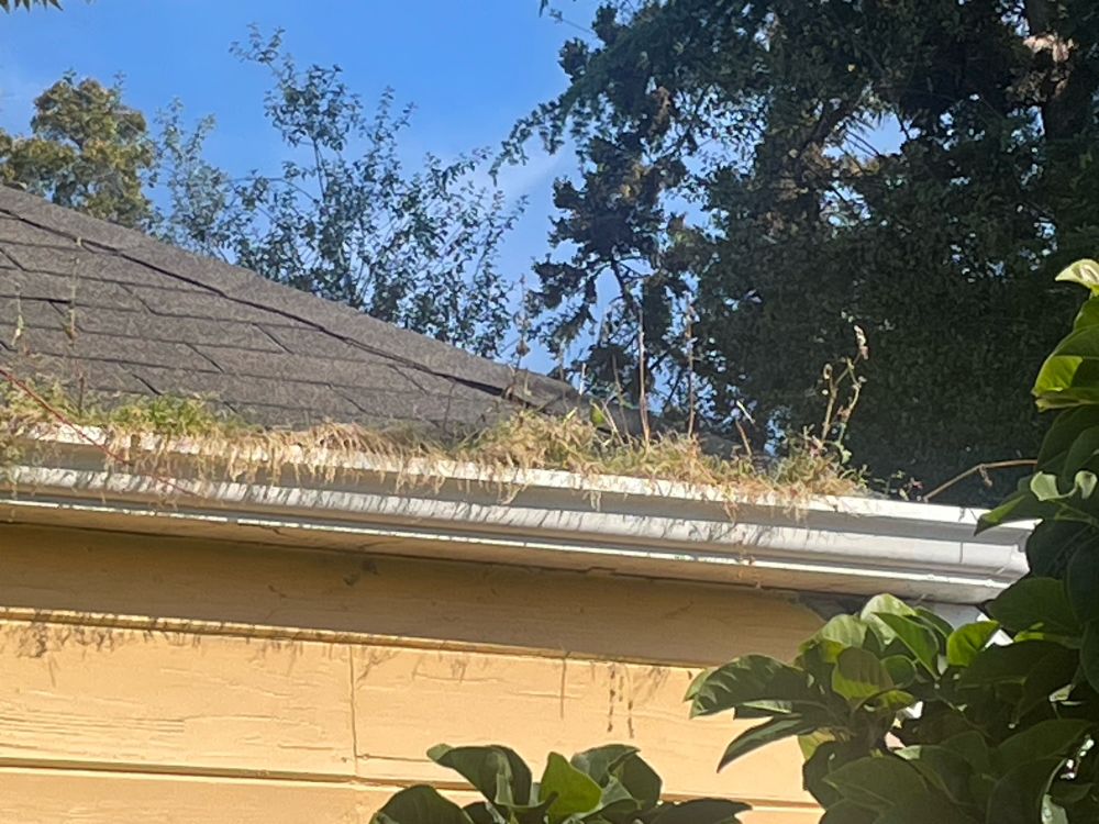 Rain gutters overflowing with lush vegetation