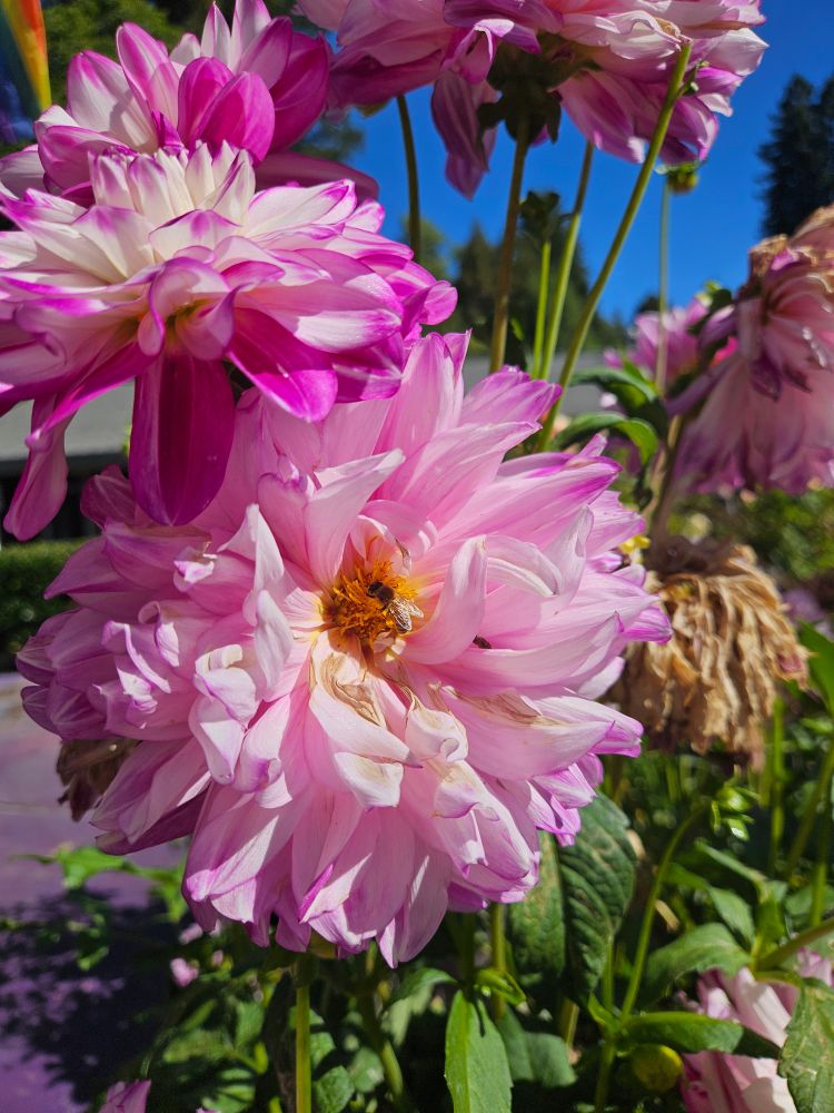 Large, fluffy pink flowers
