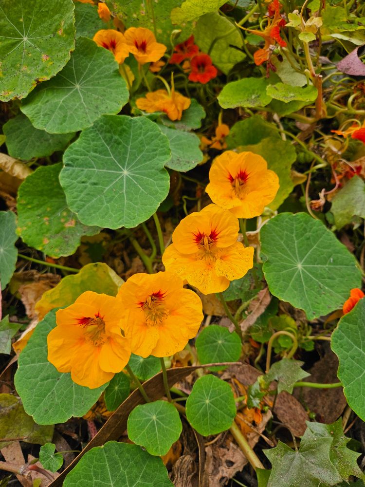 Golden yellow poppies 