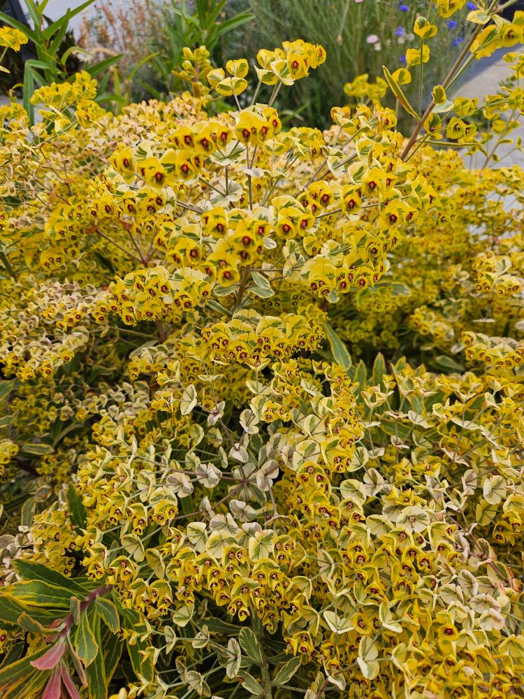 Small yellow flowers