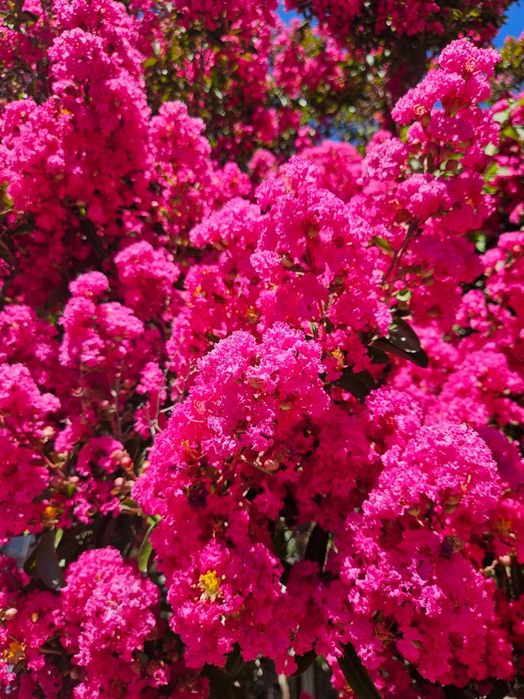 Vividly pink flowers 