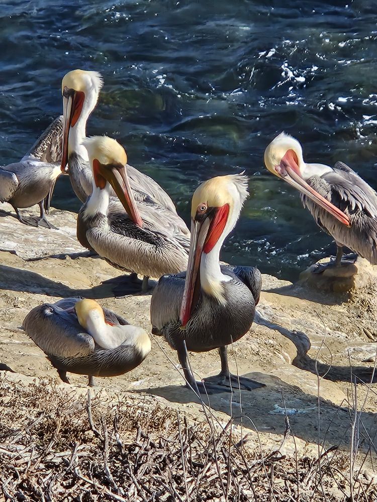 Close up shot of 6 pelicans, basking in the sun on the shore of La Jolla Cove.