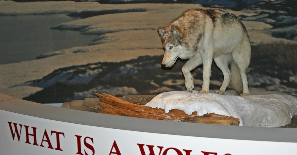 Gray wolf on snow at entrance of exhibit 