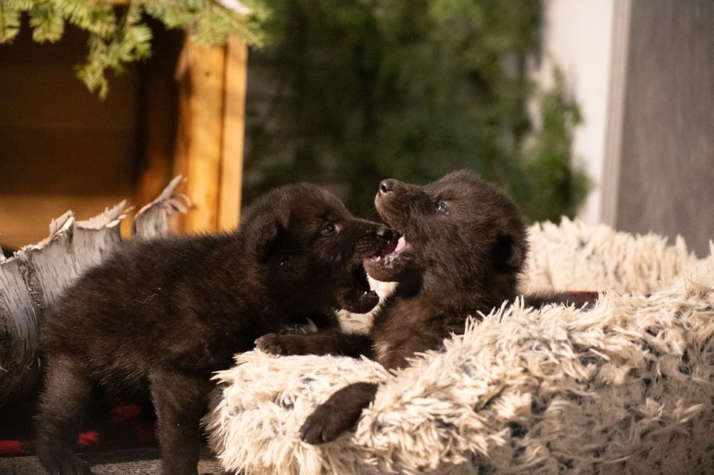Newest ambassador wolf pups arrive at the International Wolf Center. 